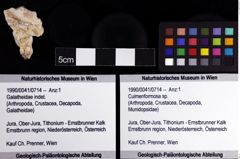 Foto (Objket + Etiketten) von Culmenformosa sp. 